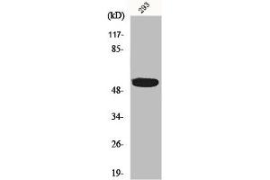 Western Blot analysis of 293 cells using InsP6 Kinase 3 Polyclonal Antibody (IP6K3 anticorps  (Internal Region))
