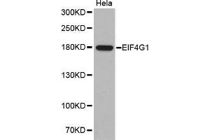 Western Blotting (WB) image for anti-Eukaryotic Translation Initiation Factor 4 Gamma, 1 (EIF4G1) antibody (ABIN1512859) (EIF4G1 anticorps)