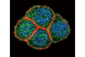 Confocal immunofluorescent analysis of HNF4A antibody with HeLa cells followed by Alexa Fluor 488-conjugated goat anti-rabbit lgG (green).