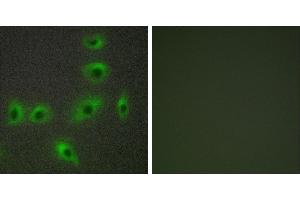 Peptide - +Immunofluorescence analysis of HUVEC cells, using BAX antibody.