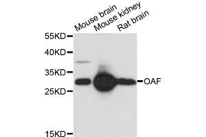 Western blot analysis of extracts of various cell lines, using OAF antibody. (OAF anticorps)
