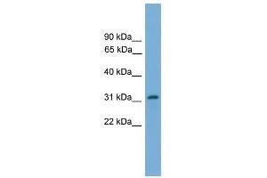 PIGL antibody used at 1 ug/ml to detect target protein. (PIGL anticorps  (N-Term))