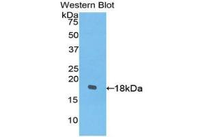 Western Blotting (WB) image for anti-Platelet-Derived Growth Factor C (PDGFC) (AA 235-345) antibody (ABIN3204827) (PDGFC anticorps  (AA 235-345))