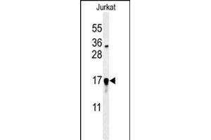 Western blot analysis of GLRX5 Antibody (C-term) (ABIN651225 and ABIN2840140) in Jurkat cell line lysates (35 μg/lane). (GLRX5 anticorps  (C-Term))