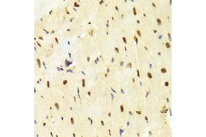 Immunohistochemistry (IHC) image for anti-High Mobility Group Box 1 (HMGB1) (AA 100-200) antibody (ABIN3023358) (HMGB1 anticorps  (AA 100-200))