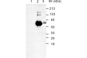 Western Blotting (WB) image for anti-Heat Shock 70kDa Protein 5 (Glucose-Regulated Protein, 78kDa) (HSPA5) antibody (Biotin) (ABIN371046) (GRP78 anticorps  (Biotin))