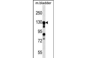 MKL2 Antibody (N-term) (ABIN656903 and ABIN2846100) western blot analysis in mouse bladder tissue lysates (35 μg/lane). (MKL2 anticorps  (N-Term))