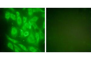 Peptide - +Immunofluorescence analysis of NIH/3T3 cells, using HSP90 cyto antibody (#C0234).