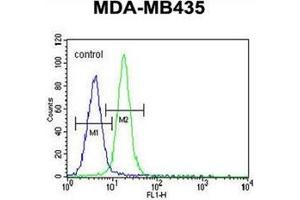 Flow cytometric analysis of MDA-MB435 cells using  LIN28 Antibody  (right histogram) compared to a negative control cell (left histogram). (LIN28A anticorps)