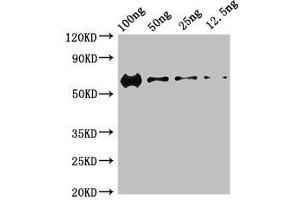 Western Blot Positive WB detected in Recombinant protein All lanes: PRKDC antibody at 3 μg/mL Secondary Goat polyclonal to rabbit IgG at 1/50000 dilution predicted band size: 60 kDa observed band size: 60 kDa