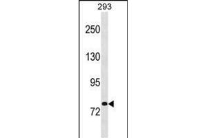 CHM Antibody (Center) (ABIN1881197 and ABIN2838968) western blot analysis in 293 cell line lysates (35 μg/lane). (CHM anticorps  (AA 292-320))
