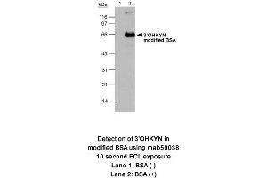 Image no. 1 for anti-3-Hydroxykynurenine (3-OHKYN) antibody (ABIN363192) (3-OHKYN anticorps)