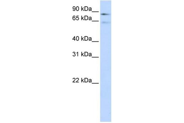 F13B anticorps  (Middle Region)
