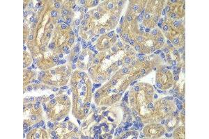 Immunohistochemistry of paraffin-embedded Rat kidney using BAIAP2 Polyclonal Antibody at dilution of 1:200 (40x lens). (BAIAP2 anticorps)
