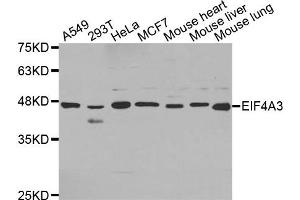 Western Blotting (WB) image for anti-Eukaryotic Translation Initiation Factor 4A3 (EIF4A3) antibody (ABIN1872497) (EIF4A3 anticorps)