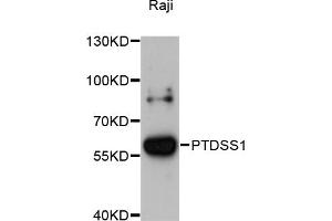 Western blot analysis of extracts of Raji cells, using PTDSS1 antibody (ABIN6293698) at 1:3000 dilution. (PTDSS1 anticorps)