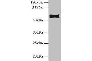 Western blot All lanes: Pdia2 antibody at 10 μg/mL + Hela whole cell lysate Secondary Goat polyclonal to rabbit IgG at 1/10000 dilution Predicted band size: 59, 58 kDa Observed band size: 59 kDa (PDIA2 anticorps  (AA 21-527))