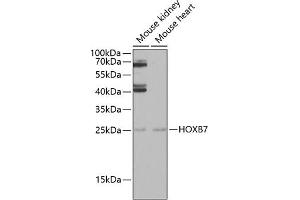 Western blot analysis of extracts of various cell lines, using HOXB7 antibody (ABIN6128065, ABIN6141944, ABIN6141945 and ABIN6222665) at 1:1000 dilution. (HOXB7 anticorps  (AA 1-120))