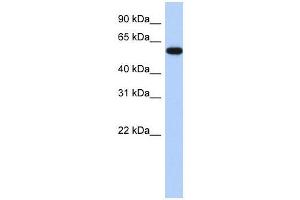 ZNF554 antibody used at 0. (ZNF554 anticorps  (N-Term))