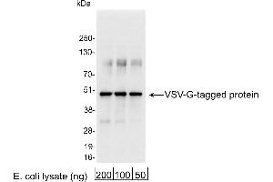 anti-Vesicular Stomatitis Virus G Protein (VSV G) antibody
