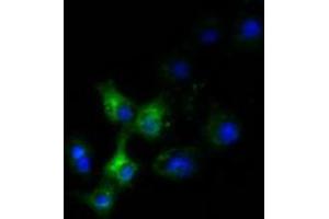 Anti-SLC30A3 mouse monoclonal antibody (ABIN2453647) immunofluorescent staining of COS7 cells transiently transfected by pCMV6-ENTRY SLC30A3 (RC205310). (Slc30a3 anticorps)
