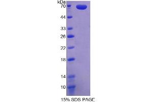 SDS-PAGE analysis of Human WNT2B Protein. (WNT2B Protéine)