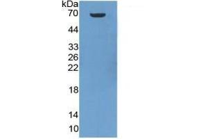SDS-PAGE of Protein Standard from the Kit (Highly purified E. (HSP70 1A Kit ELISA)