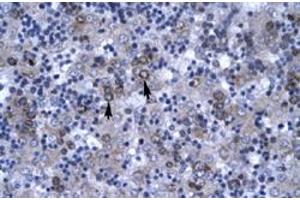 Immunohistochemical staining (Formalin-fixed paraffin-embedded sections) of human liver with DBP polyclonal antibody  at 4-8 ug/mL working concentration. (DBP anticorps  (N-Term))