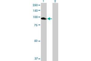 Western Blot analysis of CNKSR1 expression in transfected 293T cell line by CNKSR1 MaxPab polyclonal antibody.