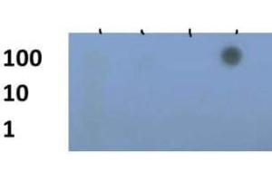Dot Blot of Rabbit Histone H3 [Trimethyl Lys79] Antibody.