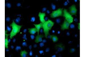 Immunofluorescence (IF) image for anti-NIMA (Never in Mitosis Gene A)- Related Kinase 9 (NEK9) antibody (ABIN1499687) (NEK9 anticorps)
