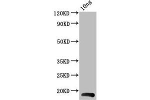 Western Blot Positive WB detected in Recombinant protein All lanes: BHRF1 antibody at 4 μg/mL Secondary Goat polyclonal to rabbit IgG at 1/50000 dilution Predicted band size: 18 kDa Observed band size: 18 kDa (BHRF1 (AA 1-142) anticorps)