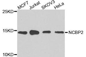Western blot analysis of extracts of various cells, using NCBP2 antibody. (NCBP2 anticorps)