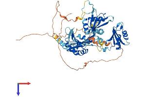 AlphaFold protein structure predicition of Mouse Recombinant Rbm46 Protein, UniprotID P86049