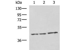 Western blot analysis of RAW264. (NDRG4 anticorps)