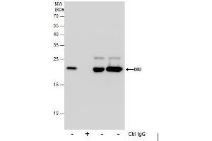 IP Image Immunoprecipitation of Bid protein from Jurkat whole cell extracts using 5 μg of Bid antibody [N1C3] , or Bid antibody [N1C3-2], Western blot analysis was performed using Bid antibody [N1C3], EasyBlot anti-Rabbit IgG  was used as a secondary reagent. (BID anticorps)