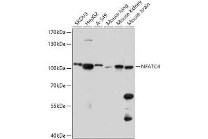 Western blot analysis of extracts of various cell lines, using NF antibody (ABIN7268979) at 1:1000 dilution. (NFATC4 anticorps  (AA 560-710))