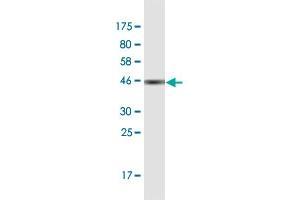 Western Blot detection against Immunogen (42 KDa) .