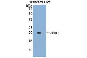 Western Blotting (WB) image for anti-Growth Differentiation Factor 10 (GDF10) (AA 337-477) antibody (ABIN1858982) (GDF10 anticorps  (AA 337-477))