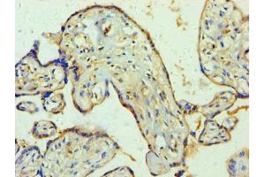 Immunohistochemistry of paraffin-embedded human placenta tissue using ABIN7166295 at dilution of 1:100