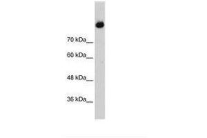 Image no. 1 for anti-Complement C2 (AA 398-447) antibody (ABIN203379) (Complement C2 anticorps  (AA 398-447))