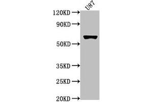 Western Blot Positive WB detected in: U87 whole cell lysate All lanes: USP17L1 antibody at 1:2000 Secondary Goat polyclonal to rabbit IgG at 1/50000 dilution Predicted band size: 60 kDa Observed band size: 60 kDa (USP17L1 anticorps  (C-Term))
