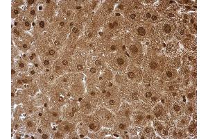 IHC-P Image Proteasome 20S alpha 6 antibody detects Proteasome 20S alpha 6 protein at cytosol and nucleus on mouse liver by immunohistochemical analysis.