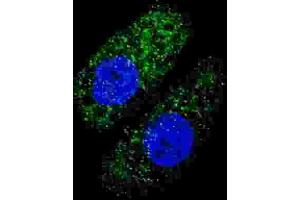Immunofluorescence (IF) image for anti-ATG5 Autophagy Related 5 (ATG5) antibody (ABIN2999977) (ATG5 anticorps)