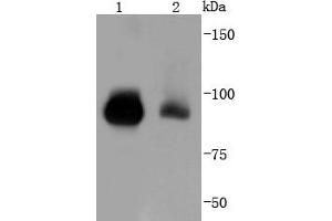 Lane 1: K562, Lane 2: Hela lysate probed with STAT5b (12A1) Monoclonal Antibody  at 1:1000 overnight at 4˚C. (STAT5B anticorps)