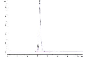 The purity of Human TGF-beta RII is greater than 95 % as determined by SEC-HPLC.