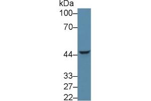 Western Blot; Sample: Human HepG2 cell lysate; Primary Ab: 5µg/ml Rabbit Anti-Mouse NPTX1 Antibody Second Ab: 0.