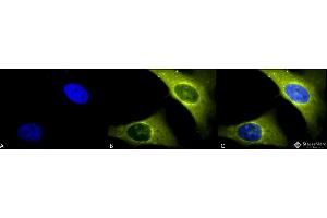 Immunocytochemistry/Immunofluorescence analysis using Rabbit Anti-Rab4 Polyclonal Antibody . (Rab4 anticorps  (C-Term) (Atto 390))