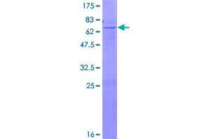 Image no. 1 for beta-1,4-N-Acetyl-Galactosaminyl Transferase 1 (B4GALNT1) (AA 1-328) protein (GST tag) (ABIN1346313)
