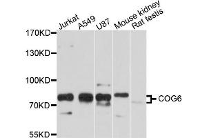 Western blot analysis of extracts of various cell lines, using COG6 antibody (ABIN5997476) at 1/1000 dilution. (COG6 anticorps)